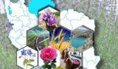 برنامه الگوی کشت ملی محصولات کشاورزی (گیاهان دارویی)منتشر شد