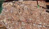 بررسی وضعیت ذخایر میگو در خوزستان