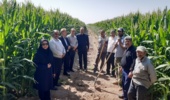 برنامه‌ریزی برای ارتقای بهره‌وری کشاورزی و دامپروری