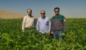 پیشرفت مطلوب مزارع سویا در سرپل ذهاب با هدف توسعه کشت و افزایش تنوع محصولات