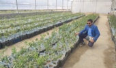 فرایند تولید نهال گواهی شده به روش هیدروپونیک در استان مرکزی