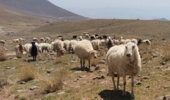 طرح تحقیقی- توسعهای سهسالۀ برای ارتقای بهرهوری پرورش دام سبک اجرا میشود
