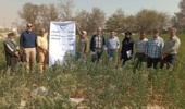برگزاری روز مزرعه کینوا در شهر قدس
