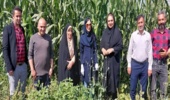 دشمن پنهان مزارع ذرت در قزوین رصد شد