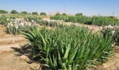 ناجی دامپروری ایران