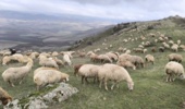 مدیریت علمی تغذیه دام؛ کلید عبور از چالشهای پاییزی مراتع