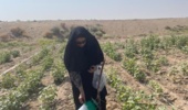 پایش میدانی آفات خرما و پنبه