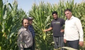 بازدید میدانی از مزارع ذرت شهرستان ارزوئیه