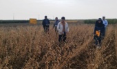 ثبت ارقام هستهای سویا برای کاهش وابستگی به واردات
