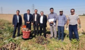 بازدید از پروژه تهیه وارزیابی فامیلهای نیمه خواهری چغندر لبویی در ایستگاه تحقیقات کشاورزی اراک