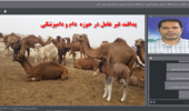 برگزاری سخنرانی علمی پدافند غیر عامل در حوزه  دام و دامپزشکی