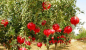 اصلاح باغات انار ساوه نیازمند احداث باغ مادری