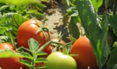 دوره آموزش مدیریت تغذیه گوجه فرنگی