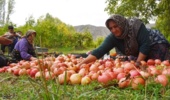 کرم گلوگاه انار مهمترین آفت تهدیدکننده باغهای انار لرستان