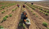 دوره آموزشی «کاشت، داشت و برداشت گیاهان دارویی ریشهدار»