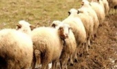 چالشهای دام سبک در ایران؛ از کمبود نهاده تا تهدیدات اقلیمی