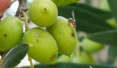 مرگ خاموش مگس زیتون با آفت کش بیولوژیک ایرانی