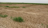 راهکارهای علمی و عملی برای مدیریت چالش‌های کشاورزی در جنوب خوزستان