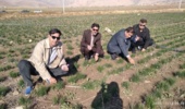 برداشت «طلای سرخ» از مزارع تحقیقاتی چرداول ایلام