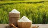 اهمیت استفاده از بذور گواهی‌شده برنج راهی به سوی کشاورزی پایدار