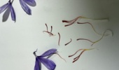طلای سرخ در گلدانهای هنرستان
