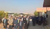 آذرِ زیتونی در رودبار