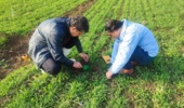 محققین معین کرمانشاه راهکارهای علمی کنترل آفات و علفهای هرز را در جعفرآباد ارائه کردند