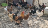 بازدید تخصصی از فعالیت‌های نوآورانه کشاورزی و دامپروری در دشتستان