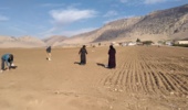 افزایش ۱۰ تا ۹۰ درصدی عملکرد گندم دیم با اجرای خشکهکاری