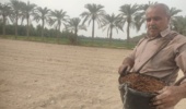 اجرای دو طرح علمی برای بهبود تولید گندم