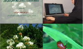 نبرد علمی برای نجات سوسن چلچراغ