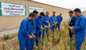 برگزاری دوره آموزشی تخصصی «مدیریت برداشت مزارع کینوا» ویژه زندانیان