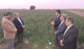 بازدید از مزرعه پیاز پروژه کنترل علف هرز اویارسلام با استفاده از علفکش گارد