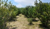 مهارتافزایی ۷۰ نفر در استان اردبیل برای تحقق طرح یک میلیارد درخت