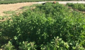 بررسی سازگاری و پایداری لاینهای منتخب کینوا در ایستگاه تحقیقات کشاورزی برازجان
