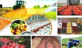 راهکارهای نوین کاهش ضایعات کشاورزی؛ ترویج آموزشهای نوین برای آیندهای پایدار