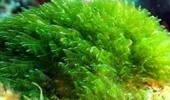 بهرهبرداری از گلخانه پرورش جلبک اسپیرولینا در ارومیه