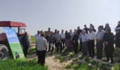برگزاری مانور آموزشی - ترویجی کنترل علف‌های هرز گندم در شهرستان گناوه