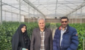 برگزاری دوره آموزشی شناخت آفات و بیماریهای گلخانهای