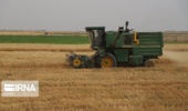 راهکارهای محقق خوزستانی برای مهار علفهای هرز در مزارع گندم