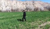 بازدید کارشناسان گیاهپزشکی مرکز تحقیقات کشاورزی لرستان از مزارع گندم و جو پلدختر و معمولان