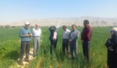 بازدید از مزارع کشاورزی حفاظتی در دشتستان
