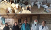 گله هسته اصلاحنژاد گوسفند عربی؛ گامی نو در افزایش بهرهوری دامداری های سنتی خوزستان