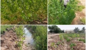 ایجاد قلمستان صنوبر در خوزستان؛ گامی به سوی خودکفایی