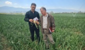 بازدید کارشناسان واحد ثبت و گواهی بذر و نهال استان گلستان از مزارع تولید هستههای بذری گندم و پیاز در ایستگاههای تحقیقاتی