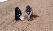 عملیات پایش و ارزیابی جمعیت علفهای هرز مزرعه گندم دیم در روستای نجفآباد آشتیان