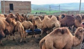 تحول در پرورش شتر دوکوهانه با جیرههای نوین/ کاهش سن بلوغ و تغییر فصل زایش