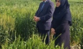 بازدید از مزارع تولید هستههای بذری ایستگاه عراقی محله با حضور رئیس و معاون پژوهشی مرکز تحقیقات و آموزش کشاورزی گلستان