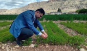 امید به کاهش واردات روغن خوراکی با توسعه کشت «بالنگوی شهری» در مناطق دیم ایران 