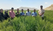 تأکید بر مخلوطکِشی بهموقع در مزارع بذری ارزوئیه استان کرمان